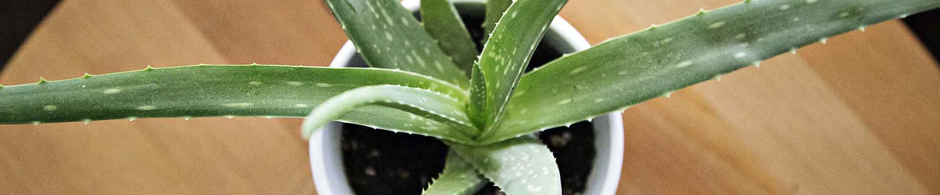 Aloe affinis 