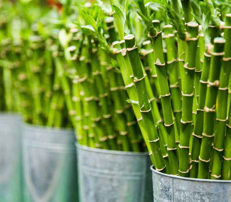  Go Green with these Houseplants